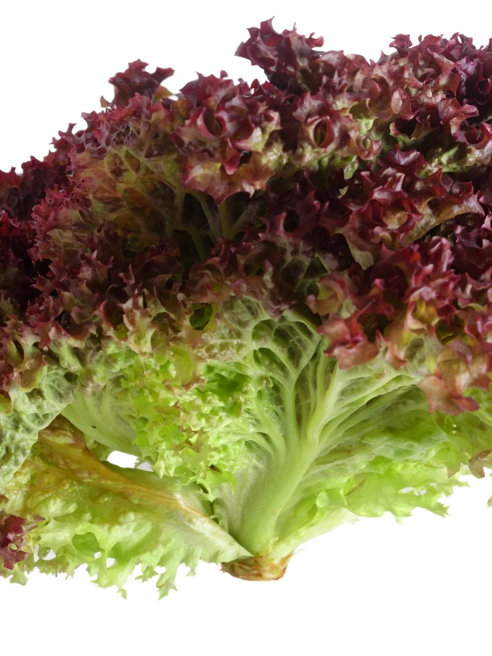 Fruivity Lollo Rosso Lettuce 1000 seeds packet